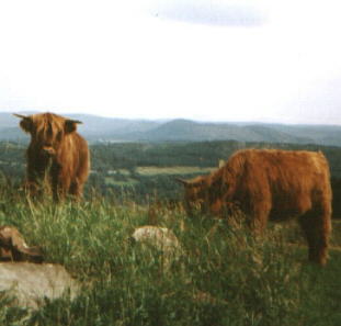 Megan and Katie - Highland Cows